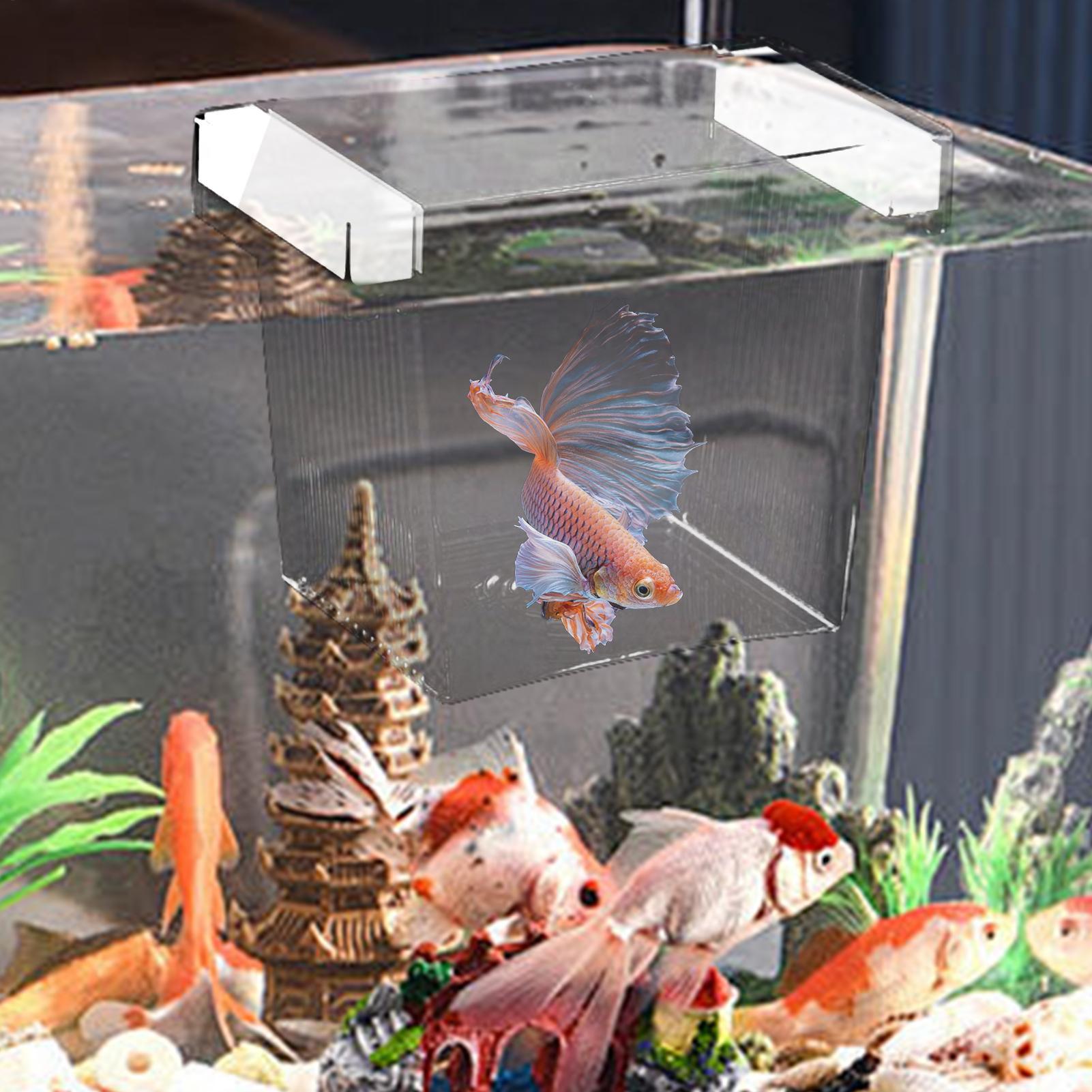 กล่องเพาะพันธุ์ปลาแบบลอยน้ำ กล - Aquarium Fish Betta บทวิจารณ์และราคา