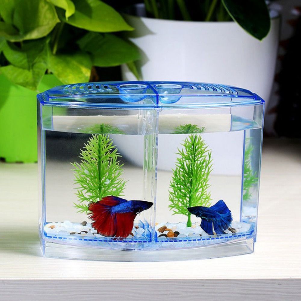 ถังปลาเบทต้าใสตู้ปลาหางนกยูงรู - Aquarium Fish Betta บทวิจารณ์และราคา