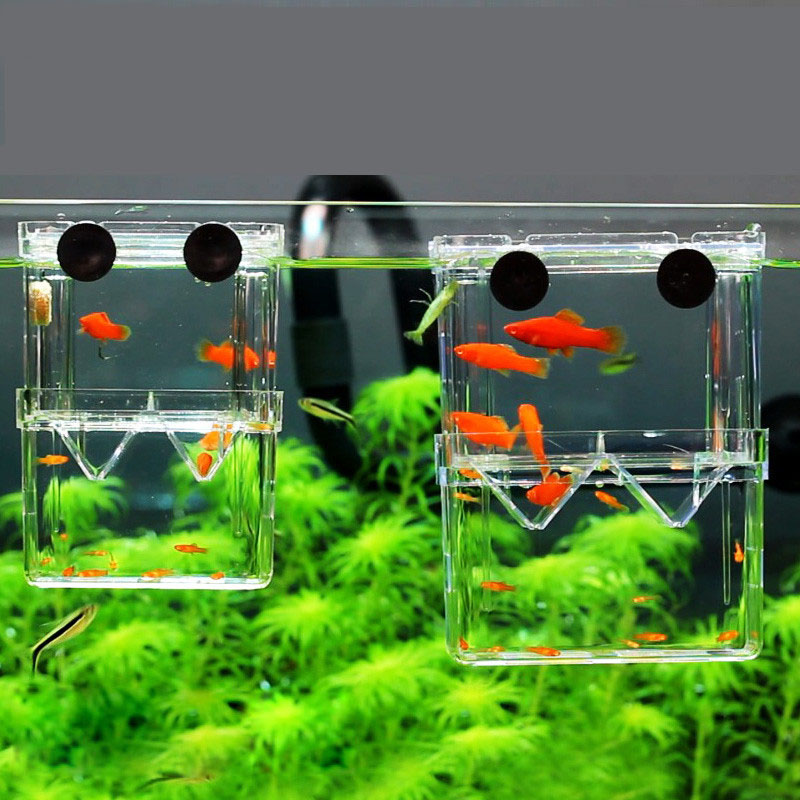 นกยูงปลา Breeding กล่องแยก Fis - Aquarium Fish Betta บทวิจารณ์และราคา